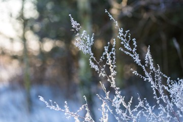 Winter dry plants with rime close up