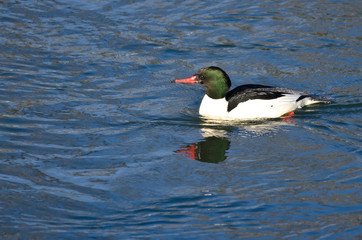 Common Merganser Swimming in the Blue Water