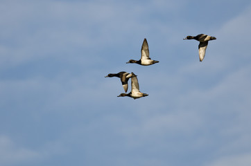 Flock of Ring-Necked Ducks Flying in a Blue Sky