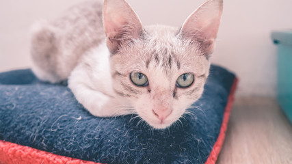 Cat squat on pillow.