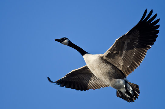 Canada Goose Flying in a Blue Sky