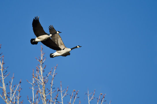 Two Canada Geese Flying Low Over the Trees