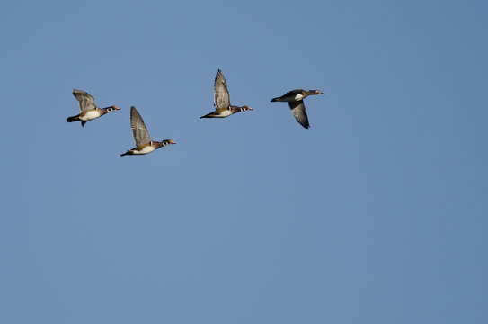 Four Wood Ducks Flying In a Blue Sky
