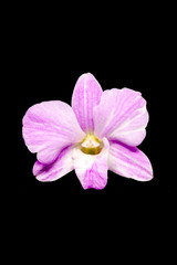 Beautiful Purple orchid flower isolated on black background