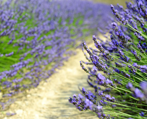 Lavender flower blooming scented fields in Provence
