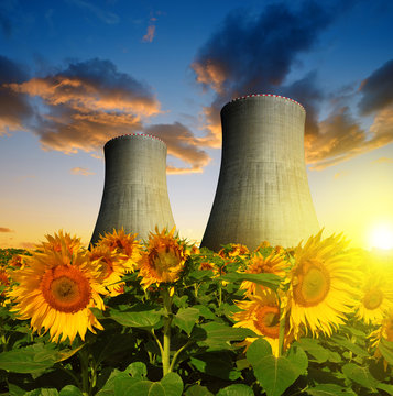 Nuclear power plant with sunflower field in the sunset