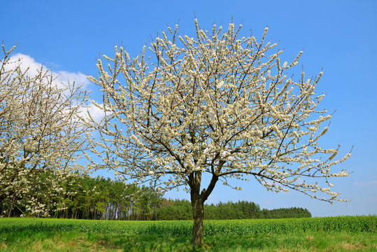 Flowering tree on meadow. Spring season.
