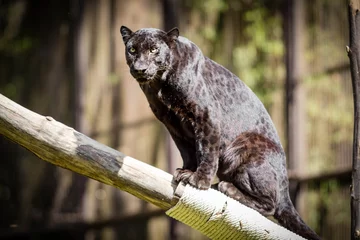 Abwaschbare Fototapete Panther Panther