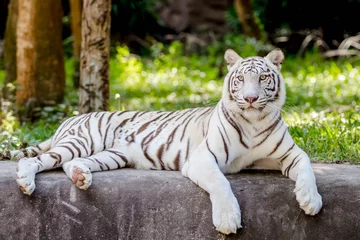 Photo sur Plexiglas Tigre tigre blanc