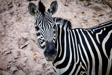 Naklejka premium Zebra