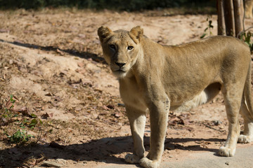 Fototapeta na wymiar Big lion