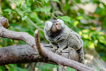 Fototapeta premium Lemur on climbing tree