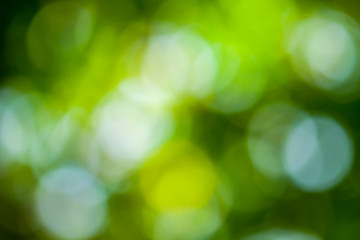 Abstract Nature green lights bokeh for background