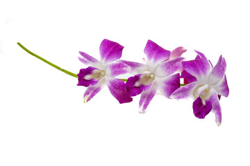 Beautiful orchid isolated on a white background