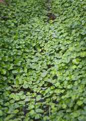 Background of Asiatic Pennywort