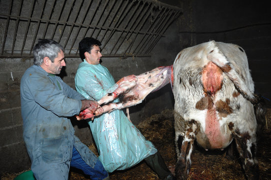 La césarienne chez la vache est une opération chirurgicale qui consiste à faire naitre le veau autrement que par le passage des voies naturelles de la mère.
