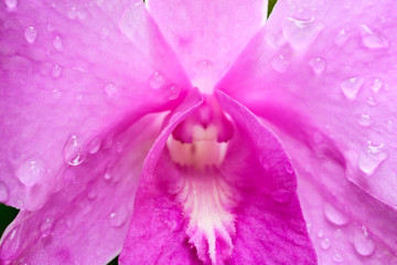 Close up of Beautiful Pink orchid