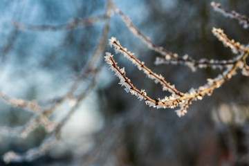 Hoarfrost on tree branch in close up.