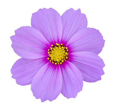 Fototapeta blue cosmos flower isolated on white with clipping path