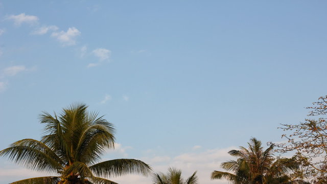 Coconut Tree Against Blue Sky. Time-lapse. HD, 1920x1080. with super fast speed