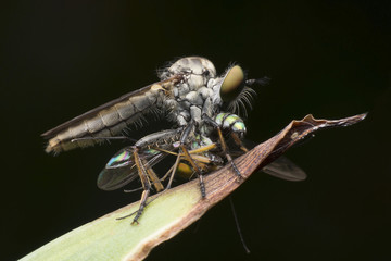 Flies fly hunt as a way of life.