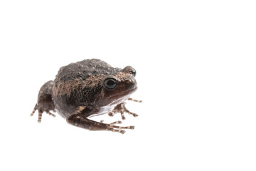 young bullfrog on white background.
