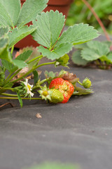 strawberries on the bush