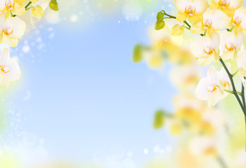 Delicate flower background of yellow orchids