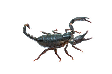 Giant forest female scorpion species found in tropical and subtropical areas in Asia.