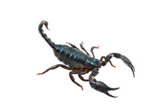 Giant forest female scorpion species found in tropical and subtropical areas in Asia.