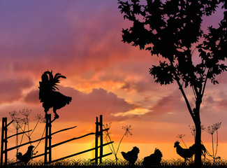 poultry near femce on the sunset background