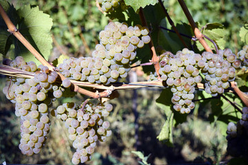 Ripe Organic Chardonnay Grapes