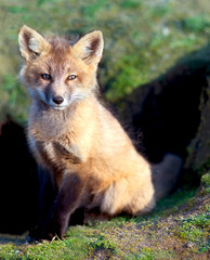 Young Fox Sitting by Den