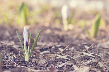 crocus flower growing out of the garound. toned photo