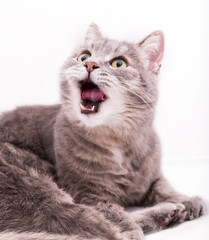 The gray cat yawns, having widely opened a mouth and looks up