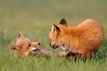 Young Foxes Playing