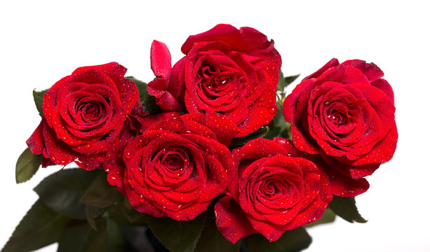Five bright red roses with water drops on petals.