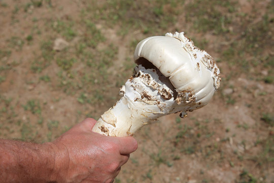 Termitenpilz (Termitomyces schimperi). Namibia