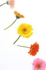 Gerber flowers isolated on white background