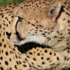 Gepard in Südafrika