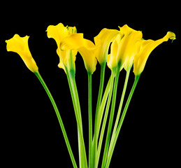 Bunch of callas on black background