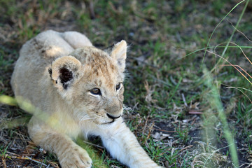 Löwenbaby in Südafrika