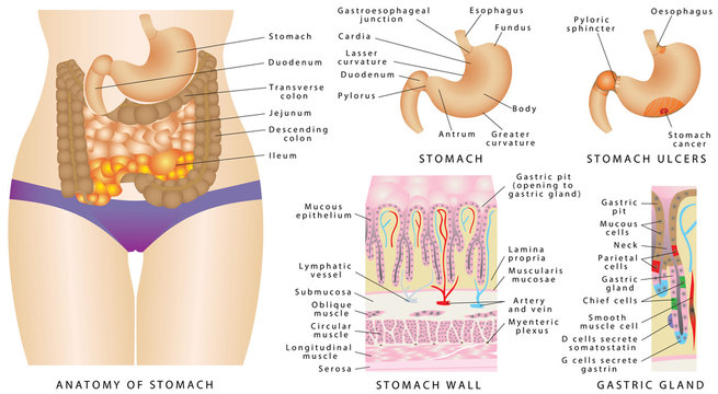Stomach anatomy