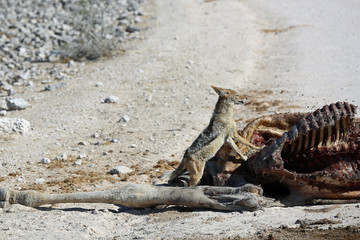 Schabrackenschakal. Namibia 