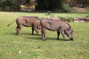 Naklejka na ściany i meble Warzenschweine in Zimbabwe 