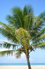 Fototapeta premium Coconut tree