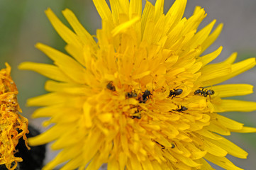 The ants drink the nectar from a yellow flower