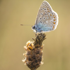 Common Blue