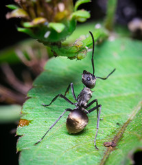 black ant on green leaf