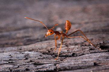 red ant ready to fight on wooden